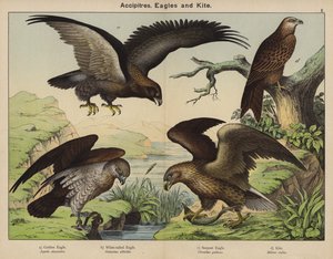 Accipitres, orły i latawce (kolorowa litografia) autorstwa European School