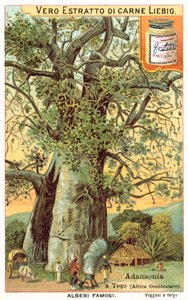 Drzewo Adansonia w Togo (chromolitho) autorstwa European School