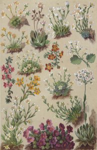 Flora alpejska (chromolitho) autorstwa European School