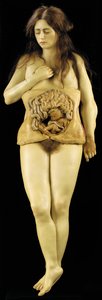 Anatomiczny model ciąży jajnikowej autorstwa European School