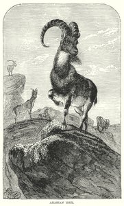 Ibex arabski (rycina) autorstwa European School