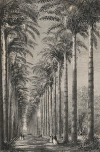 Aleja Palm w Ogrodzie Botanicznym Rio-De-Janeiro (rycina) autorstwa European School