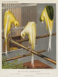 Kanarki belgijskie, żółty bezbarwny, żółty barwiony, bufiasty bezbarwny (kolor litograficzny) autorstwa European School
