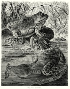 Bull Frogs disporting (grawerunek) autorstwa European School