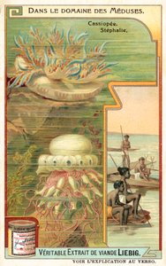Cassiopeia i Stephalia (chromolitho) autorstwa European School