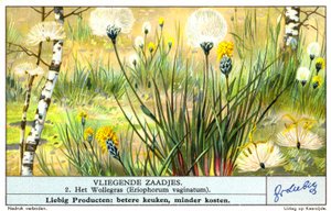 Trawa bawełniana (Eriophorum vaginatum) (chromolitho) autorstwa European School