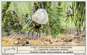 Pająk z dzwonkiem nurkowym (Argyroneta aquatica) (chromolitho) autorstwa European School