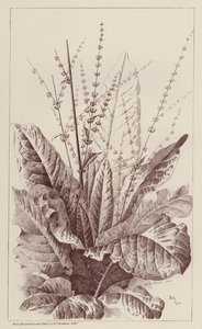 Dock, Rumex (litho) autorstwa European School