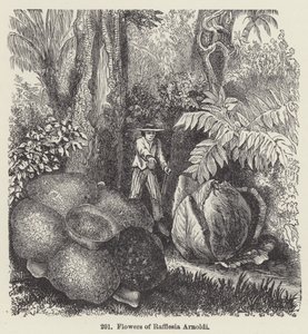 Kwiaty Rafflesia Arnoldi (grafika) autorstwa European School