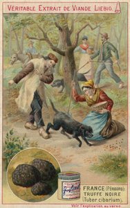 Francja (Perigord): czarna trufla (Tuber cibarium) autorstwa European School