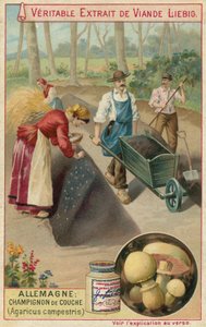 Niemcy: pieczarka polna (Agaricus campestris) autorstwa European School