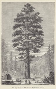 Gigantyczny Cedr Kalifornijski, Wellingtonia gigantea (grawerowanie) autorstwa European School