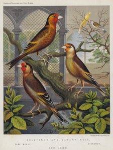 Goldfinch i Canary Mule, Dark Mealy, Cinnamon, Dark Jonque (kolorowa litografia) autorstwa European School