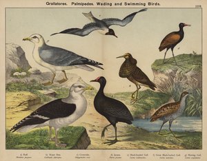Grallatores, Palmipedes, Ptaki brodzące i pływające (kolorowa litografia) autorstwa European School