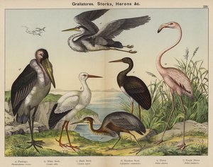 Grallatores, bociany, czaple (kolorowa litografia) autorstwa European School
