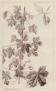 Hedge Maple (litografia) autorstwa European School