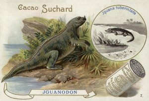 Iguanodon i Iguana Tuberculata autorstwa European School