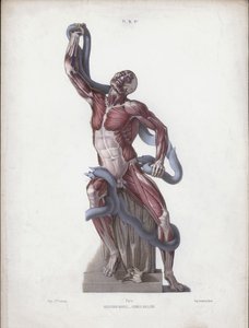 Ilustracja do Anatomii zewnętrznych form człowieka: Laokoon (kolor lito) autorstwa European School