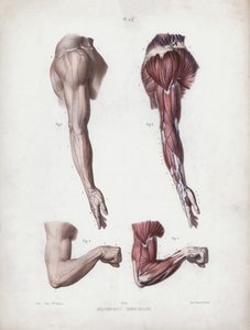 Ilustracja do Anatomii zewnętrznych form człowieka: męskie ramię i dłonie (kolor lito) autorstwa European School