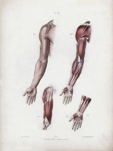 Ilustracja do Anatomii zewnętrznych form człowieka: męskie ramię i dłonie (kolor lito) autorstwa European School