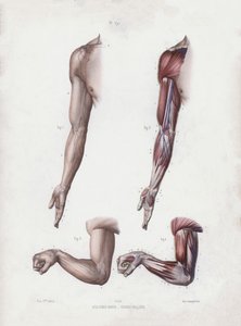 Ilustracja do Anatomii zewnętrznych form człowieka: męskie ramię i dłonie (kolor lito) autorstwa European School