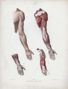 Ilustracja do anatomii zewnętrznych form człowieka: męskie ramię i dłonie autorstwa European School
