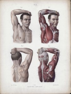Ilustracja do anatomii zewnętrznych form człowieka: mężczyzna, ramię, głowa i tułów autorstwa European School