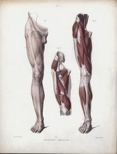 Ilustracja do anatomii zewnętrznych form człowieka: noga męska, widok z przodu (kolor lito) autorstwa European School