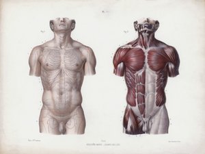 Ilustracja do Anatomii zewnętrznych form człowieka: męski tors, widok z przodu (kolor lito) autorstwa European School