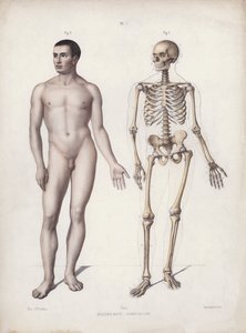 Ilustracja do Anatomii zewnętrznych form człowieka: Człowiek stojący (kolor lito) autorstwa European School