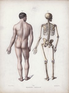 Ilustracja do anatomii zewnętrznych form człowieka: stojący mężczyzna, widok z tyłu (kolor lito) autorstwa European School