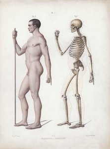 Ilustracja do anatomii zewnętrznych form człowieka: stojący mężczyzna, widok z boku (kolor lito) autorstwa European School