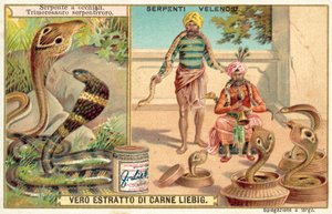 Kobra indyjska i żmija pestkowa (chromolitho) autorstwa European School