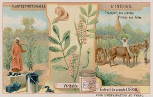 Indigo i jego transport z Indii autorstwa European School