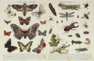 Owady i inne bezkręgowce (chromolitho) autorstwa European School