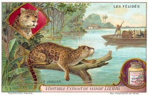 Jaguar (chromolitho) autorstwa European School
