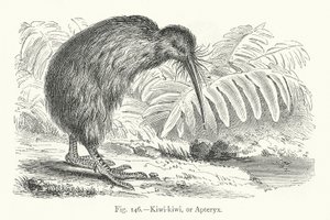 Kiwi-kiwi lub Apteryx (grawerowanie) autorstwa European School