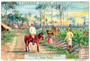 Dojrzałe rośliny tytoniu (chromolitho) autorstwa European School