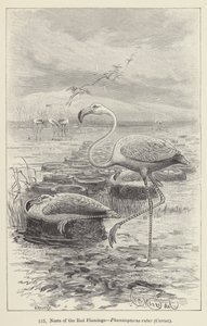 Gniazda czerwonego flaminga, Phoenicopterus ruber, Cuvier (rycina) autorstwa European School