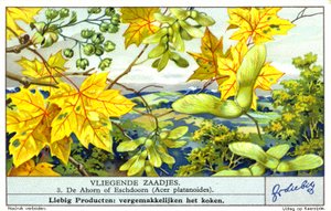 Klon pospolity (Acer platanoides) (chromolitho) autorstwa European School