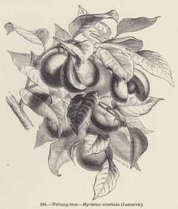Gałka muszkatołowa, Myristica moschata, Lamarck (grawerunek) autorstwa European School