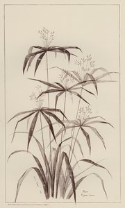 Palma Cyperus Luscus (litho) autorstwa European School