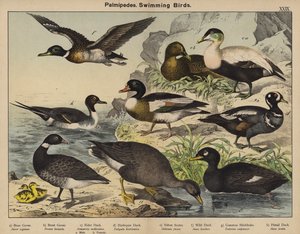 Palmipedes, Pływające ptaki (kolorowa litografia) autorstwa European School