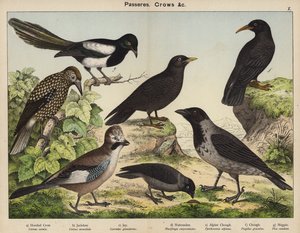Passeres, Crows (kolorowa litografia) autorstwa European School