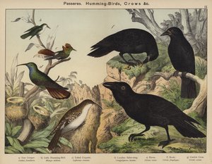 Przechodnie, kolibry, wrony autorstwa European School