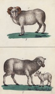 Baran, owca i jagnię (kolorowa litografia) autorstwa European School