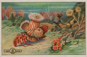 Scena na dnie morza (chromolit) autorstwa European School