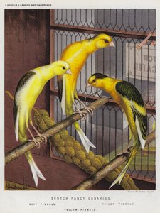 Scotch Fancy Canaries, Buff Piebald, Yellow Piebald (kolorowa litografia) autorstwa European School