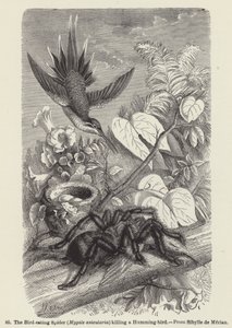 Pająk żywiący się ptakami (Mygale avicularia) zabija kolibra (rycina) autorstwa European School