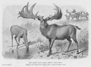Wielki Irlandzki Jeleń, Cervus Megaceros (lito) autorstwa European School